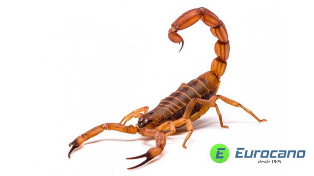escorpiao.jpg